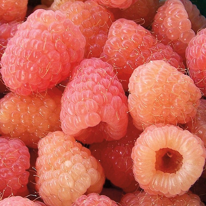5 Raspberry Plants “Double Gold” Everbearing (5 Dormant Bare Root Canes)Zone 5-8