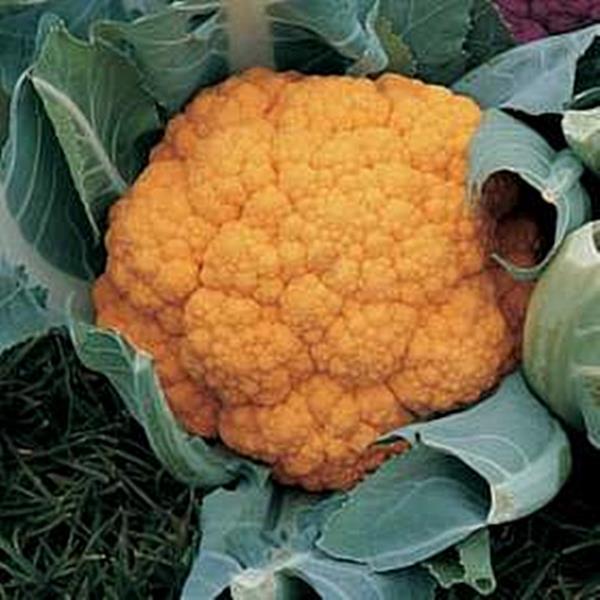 Cauliflower Cheddar Vegetable Seeds