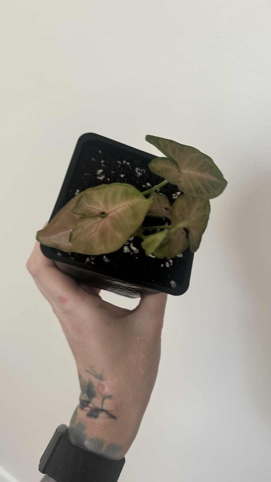Syngonium Houseplant Potted Green Pink Broadleaf Indoor Outdoor in Flower Pot