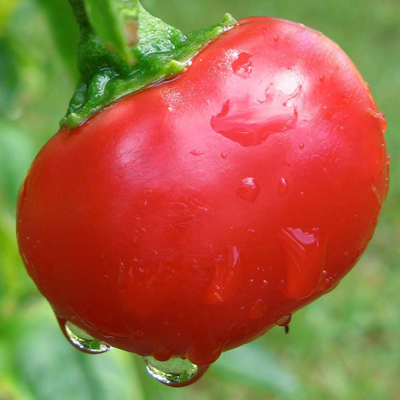 101+Hot Red CHERRY PEPPER Seeds Organic Vegetable Garden Patio Container Easy
