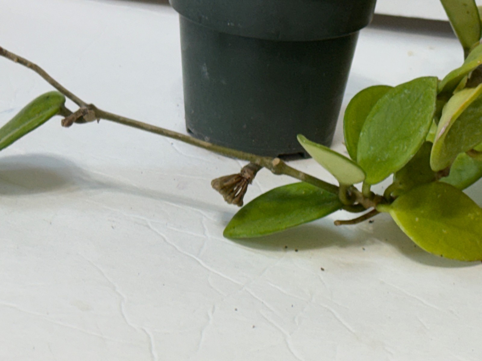 HOYA CARNOSA 4″-#18 with 4 budding flowers