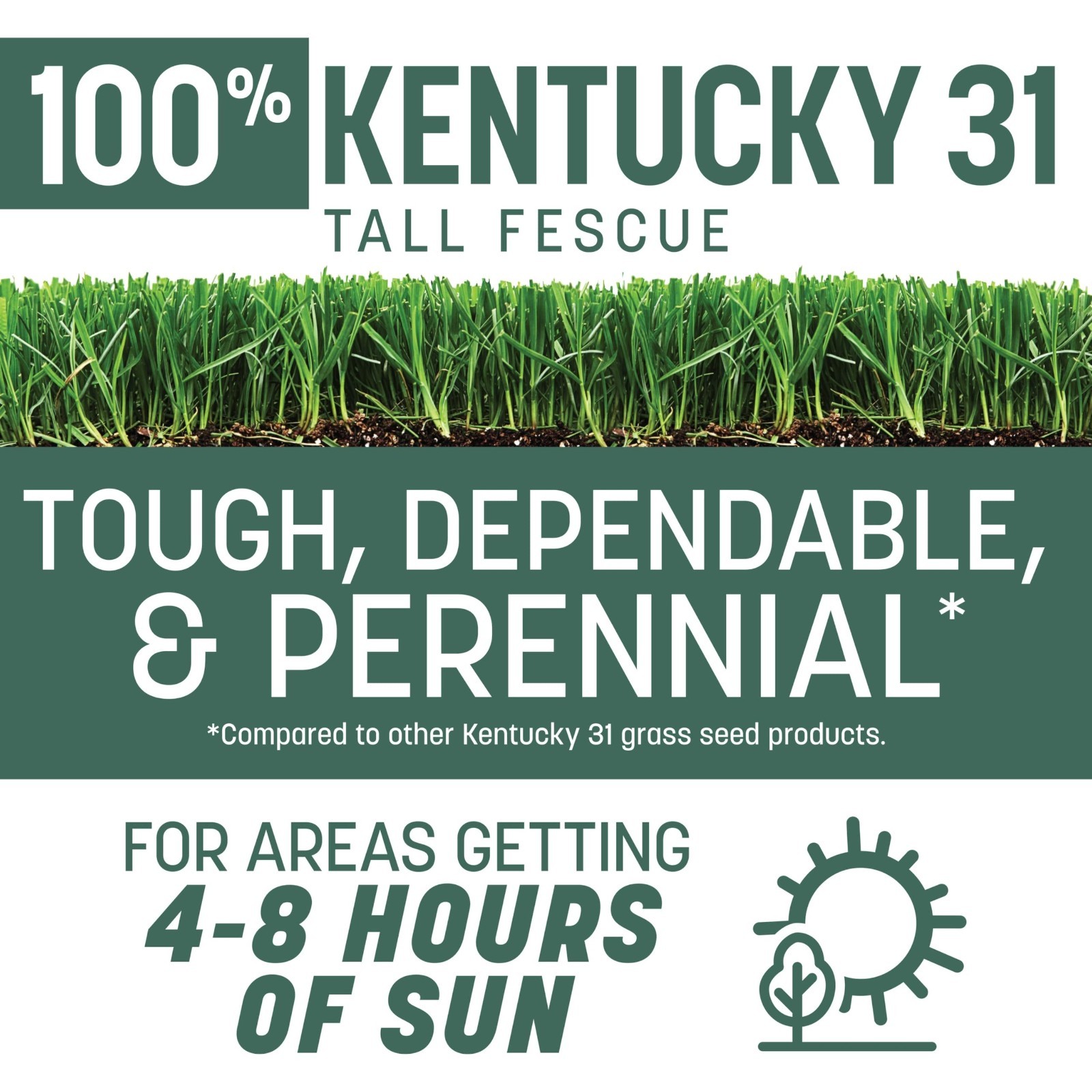Tall Fescue Grass Seed 40 LB – Kentucky 31 Blend for Lush Lawn & Easy Growth
