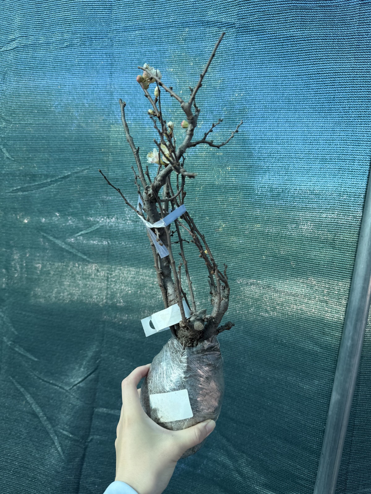 Japanese Flowering Quince ‘Sekai Ichi’ Live Plant 2-3 Gal Chaenomeles Bonsai Red