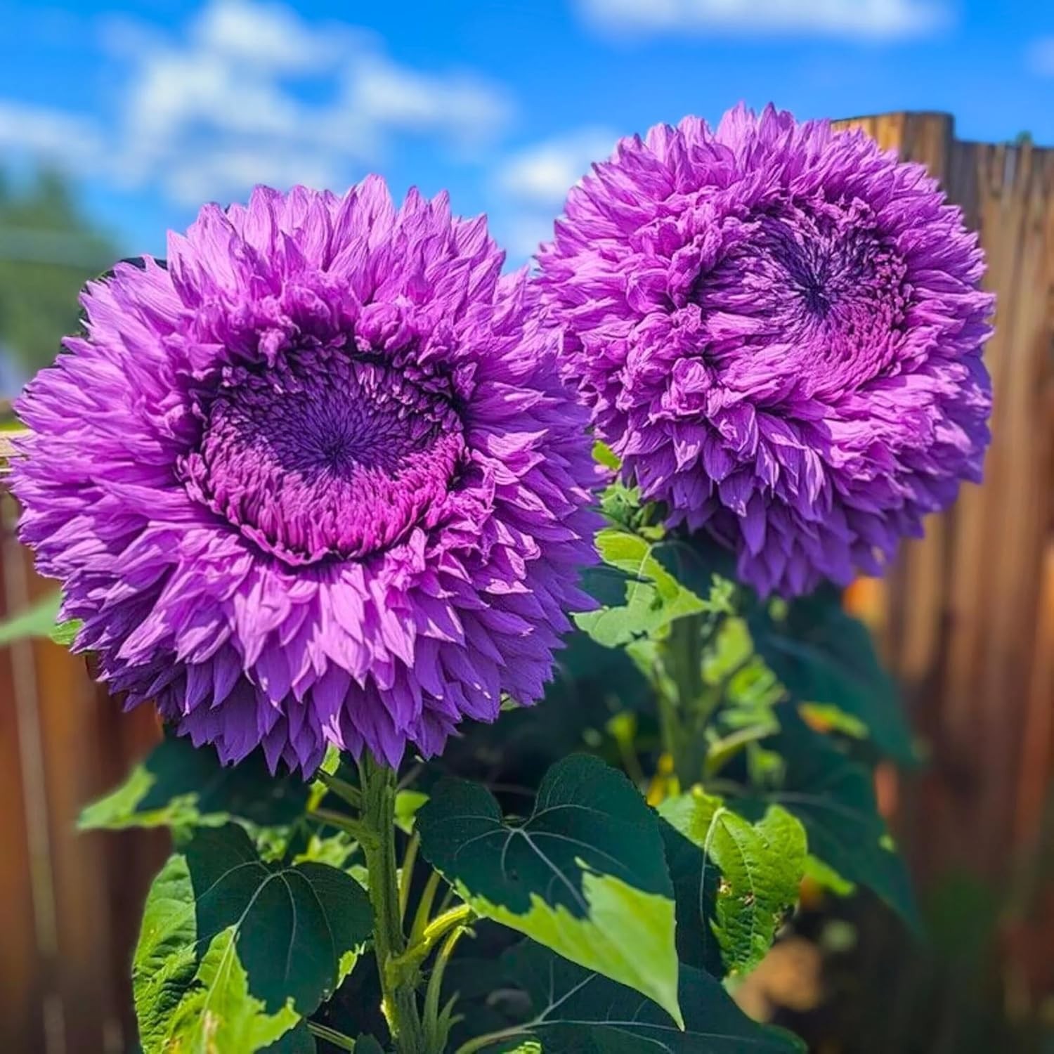 Sunflower Seeds for Planting Outdoor 300 PCS Long Stem Flowers Garden &…