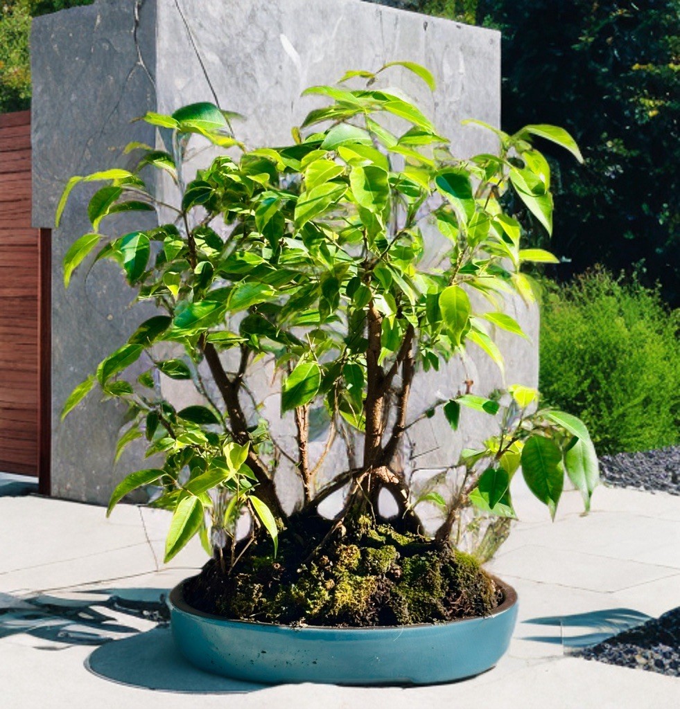 TIGERS BARK FICUS BONSAI FOREST