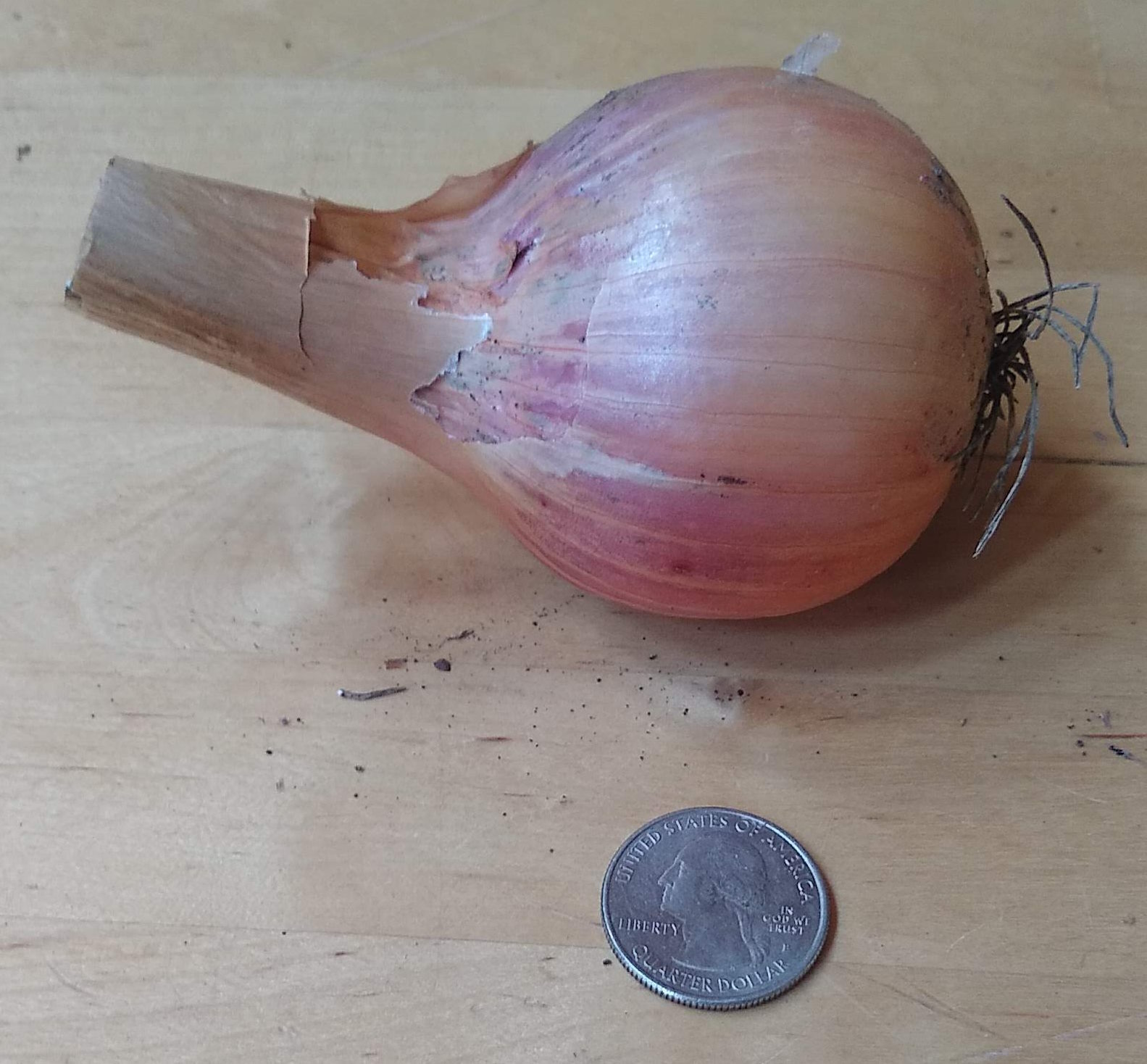 Potato Onion seeds ~ Open Pollinated Heirloom Multiplier Onions