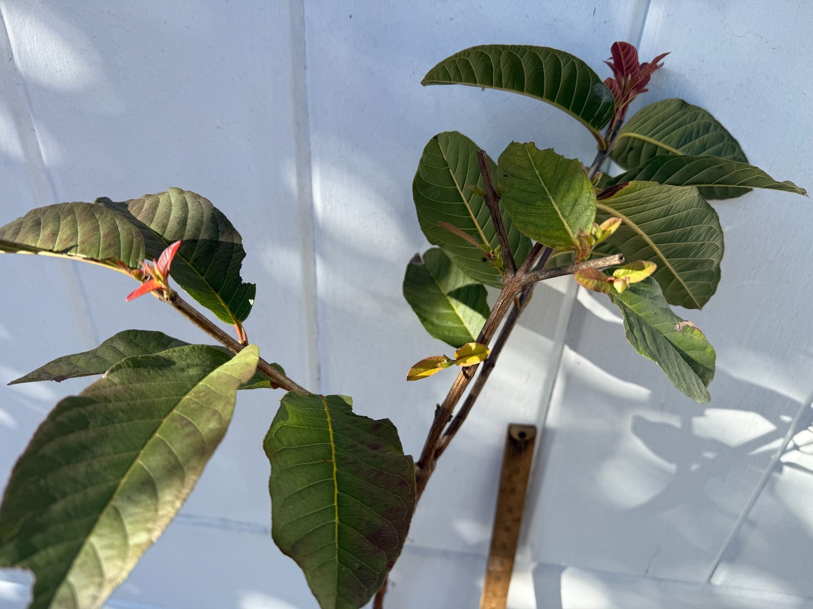 1 Sweet Ruby Supreme Big Fruit Guava Starter Tree, Psidium guajava Tree App 50″