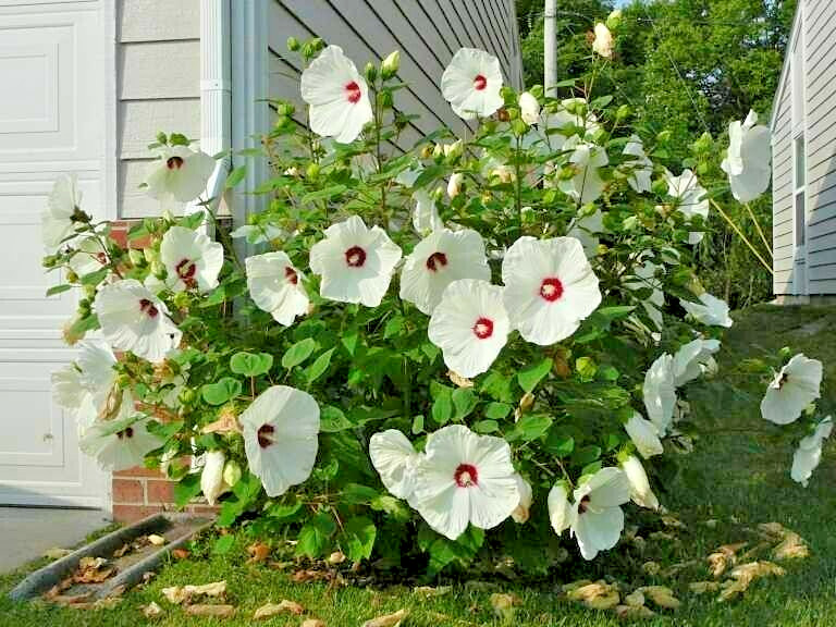 30 WHITE SWAMP ROSE MALLOW SEEDS ( with red center ) – WILD HIBISCUS
