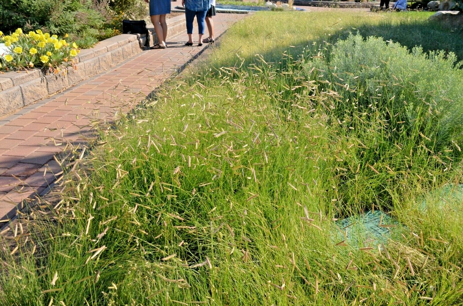 1000+BLUE GRAMA Seeds Native Prairie Grass Drought Poor Soils Low Maintenace