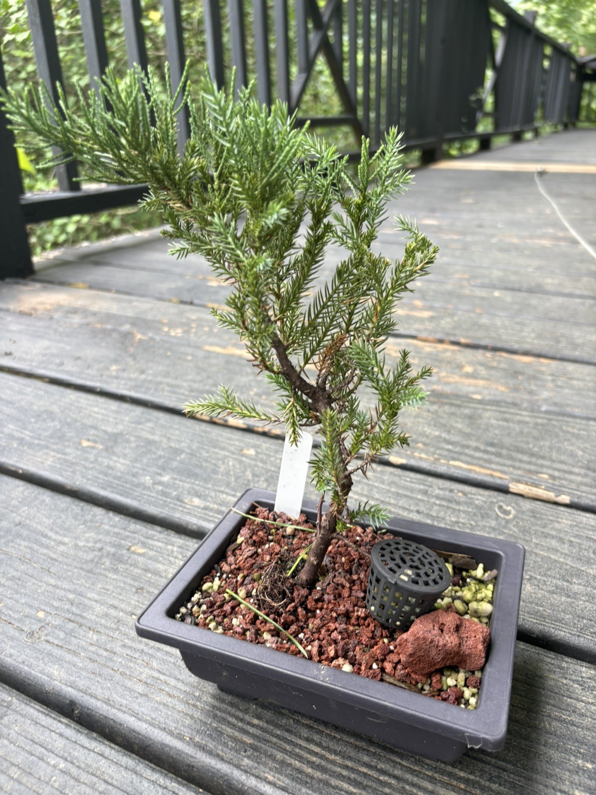 Bonsai Tree San Jose Juniper In 6.5” Training Pot #001 “Excellent Gift”