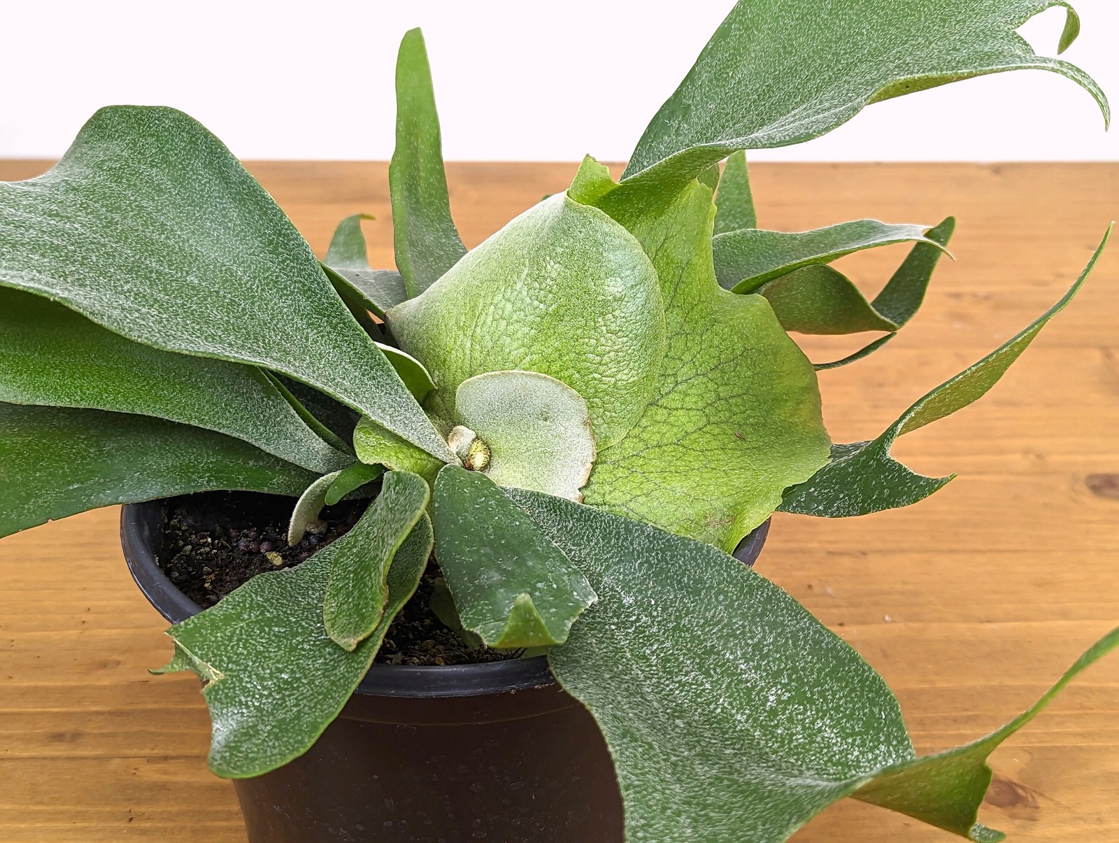 Staghorn Fern Platycerium bifurcatum Netherlands 4″ and 6″ Pots