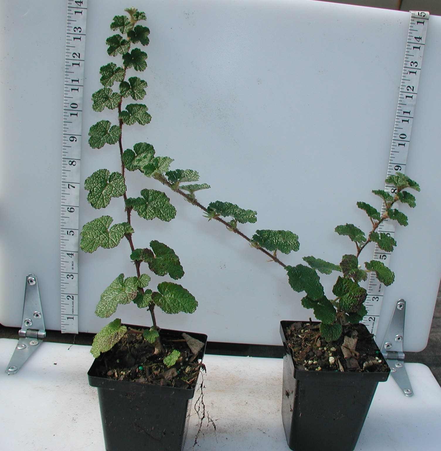 Creeping Raspberry – Rubus calycinoides – 25 Plants in 3-1/4 inch Pots
