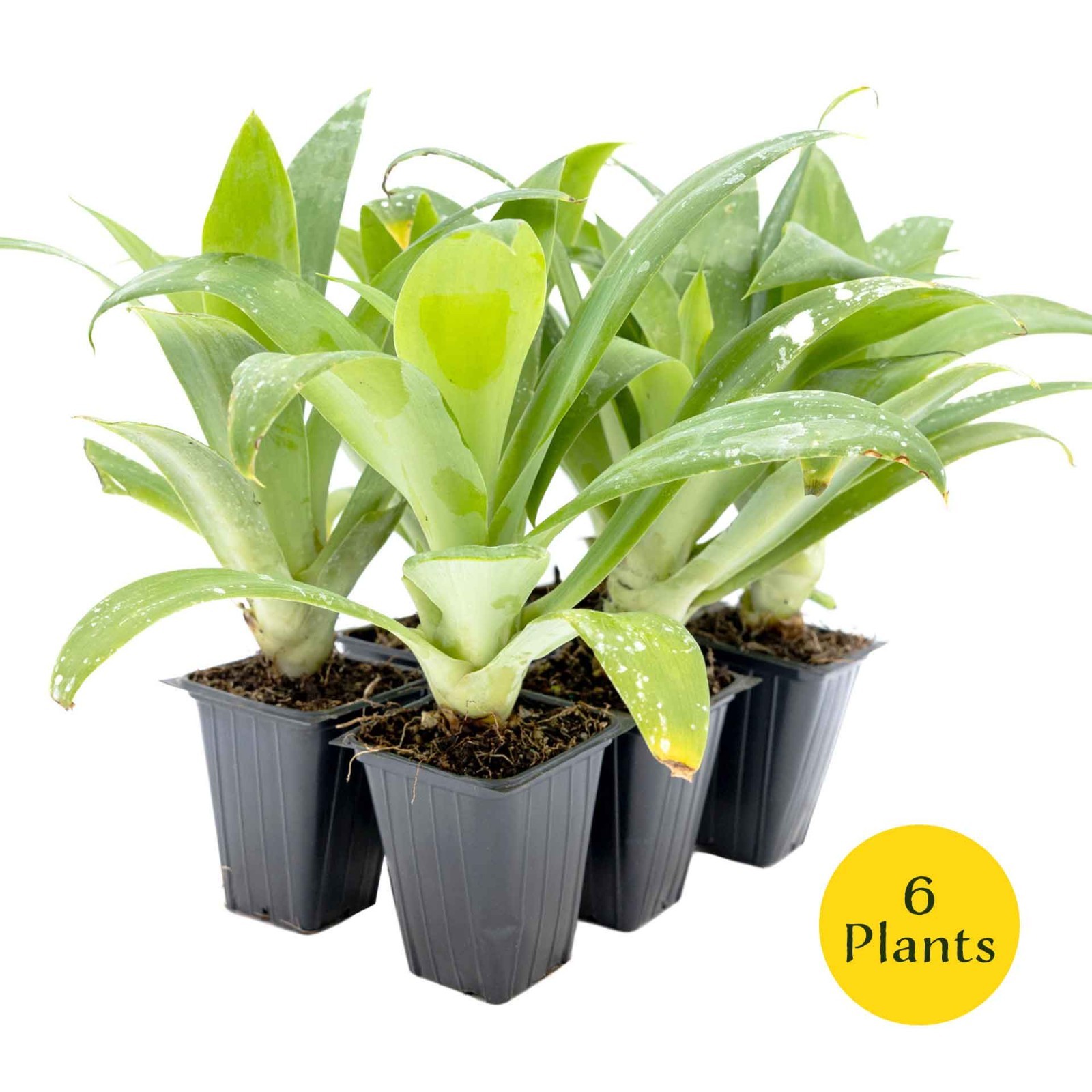2 Foxtail Agave Succulents, Live Plants in Nursery Cubes (Agave attenuata)