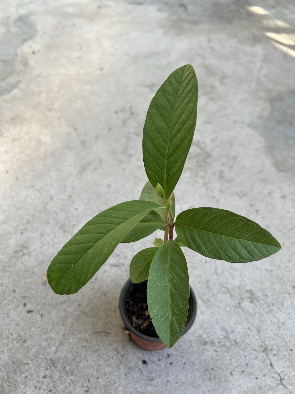 Guava Tree With Pot 10” White Tropical Live Plant Seedling Ready To Plant