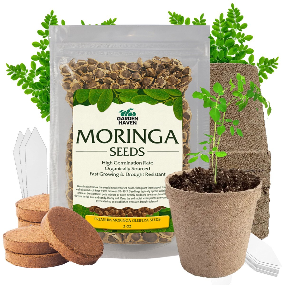 Moringa Oleifera Growing Kit Complete Starter Set Seeds Pots Soil Included