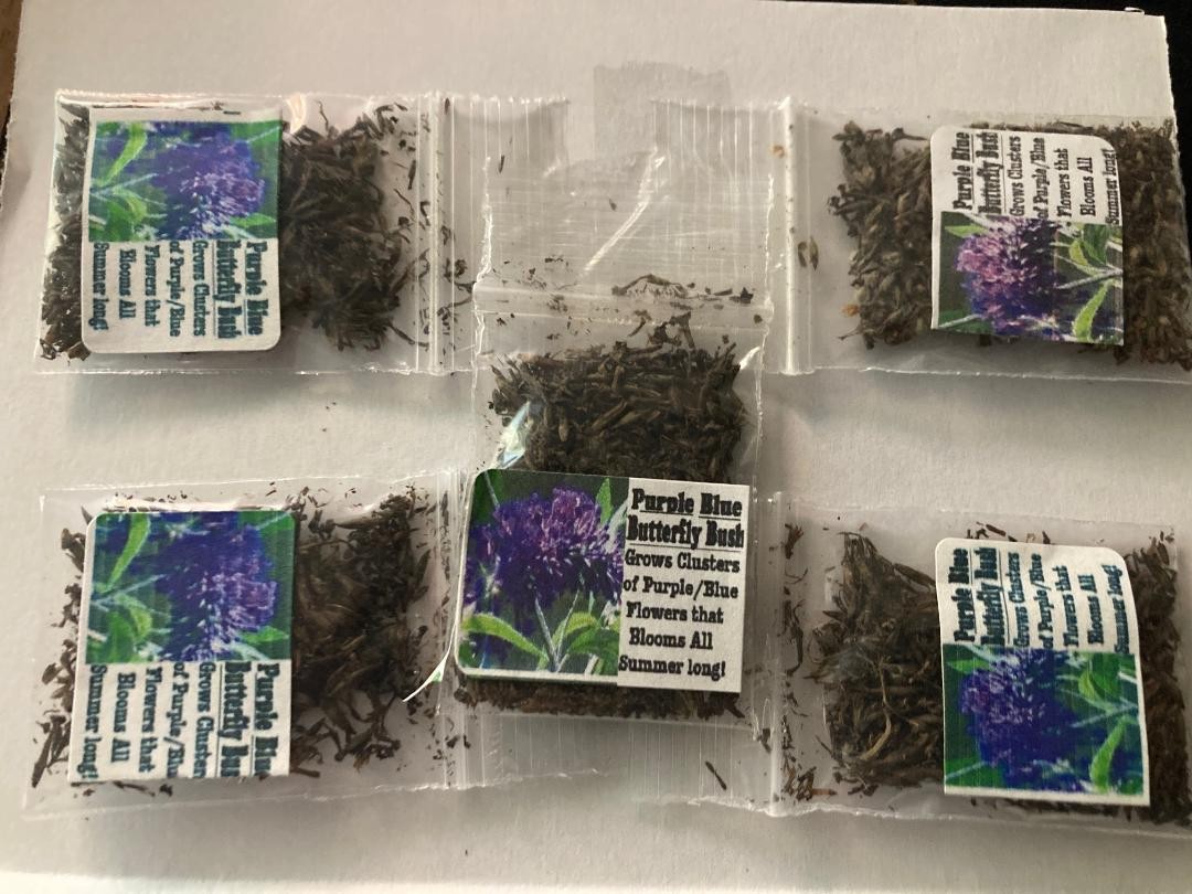 500 + Seeds True ” Purple ” Butterfly Budhelia Bush Perennial USA Seller