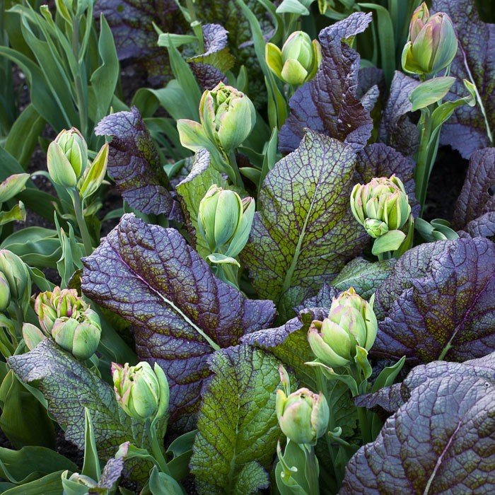 RARE✿ Japanese Heirloom Giant Purple Mustard Seeds 50+