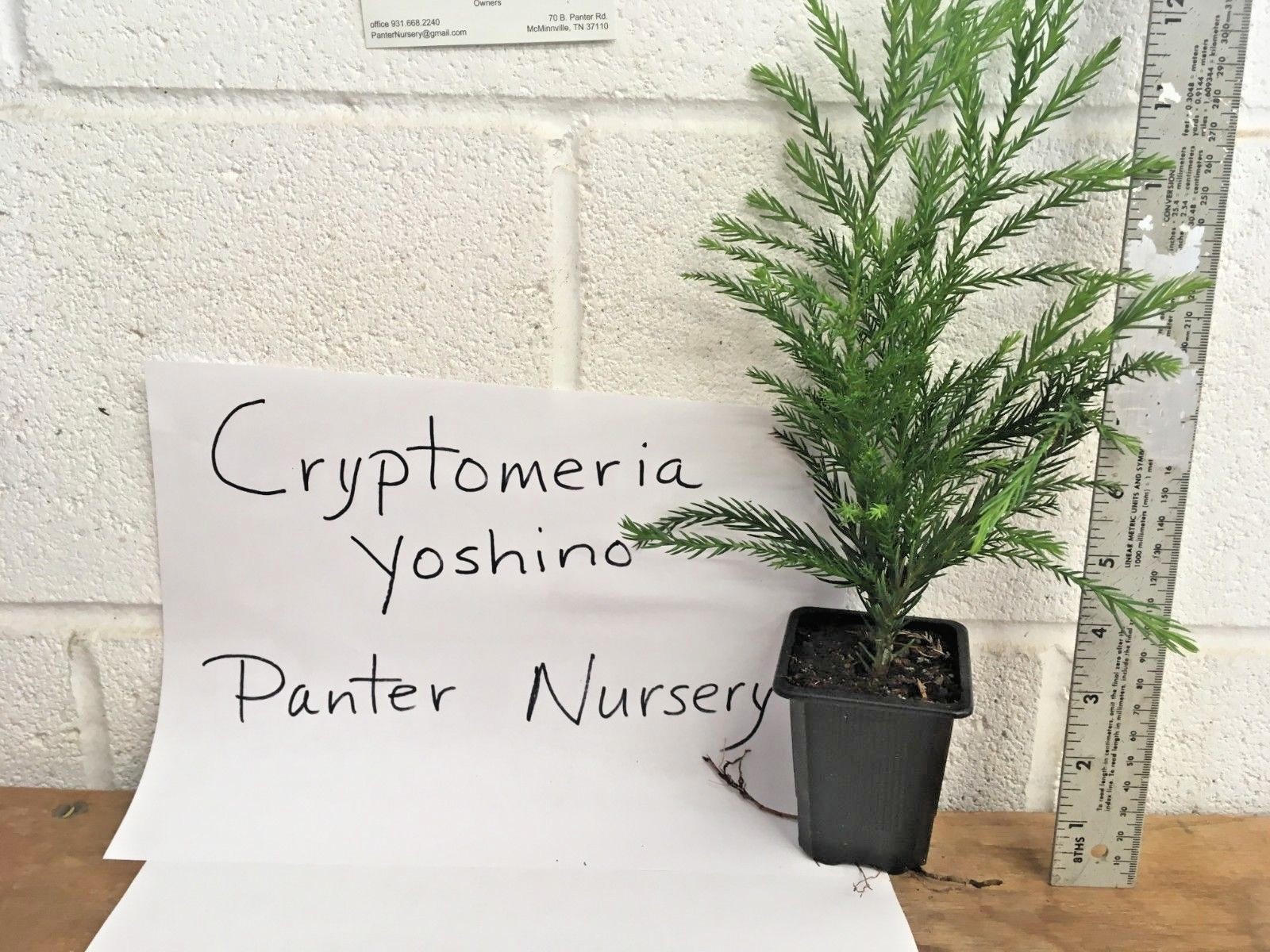 CRYPTOMERIA YOSHINO Japanese Cedar qt pot