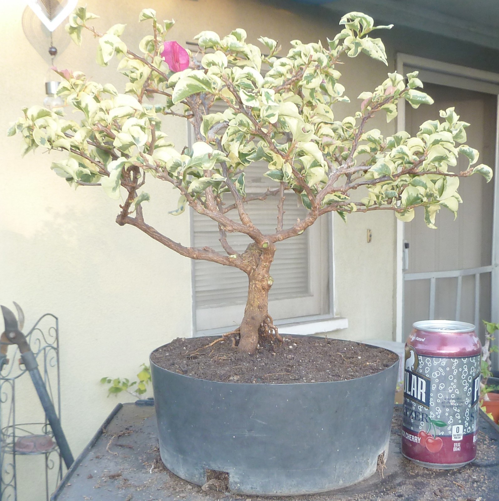 Variegated Bougainvillea Raspberry Ice Pre Bonsai Dwarf Kifu Nice Trunk Flowers