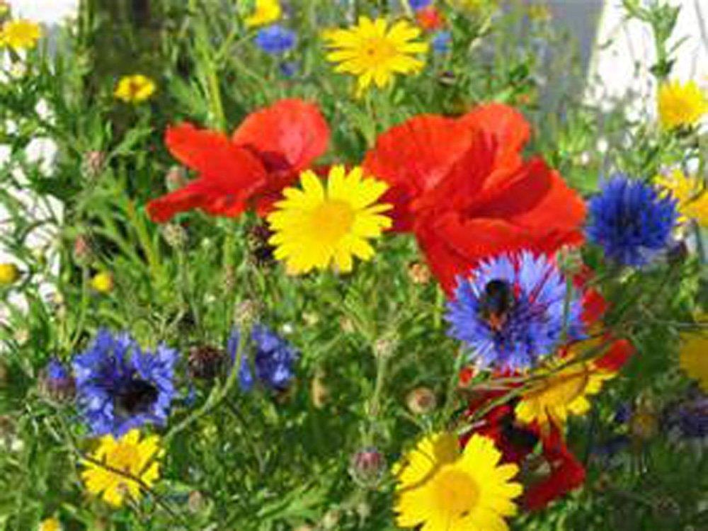 Wildflower Seed Mix , 4 ounces , Great for Colorful Borders and Gardens.
