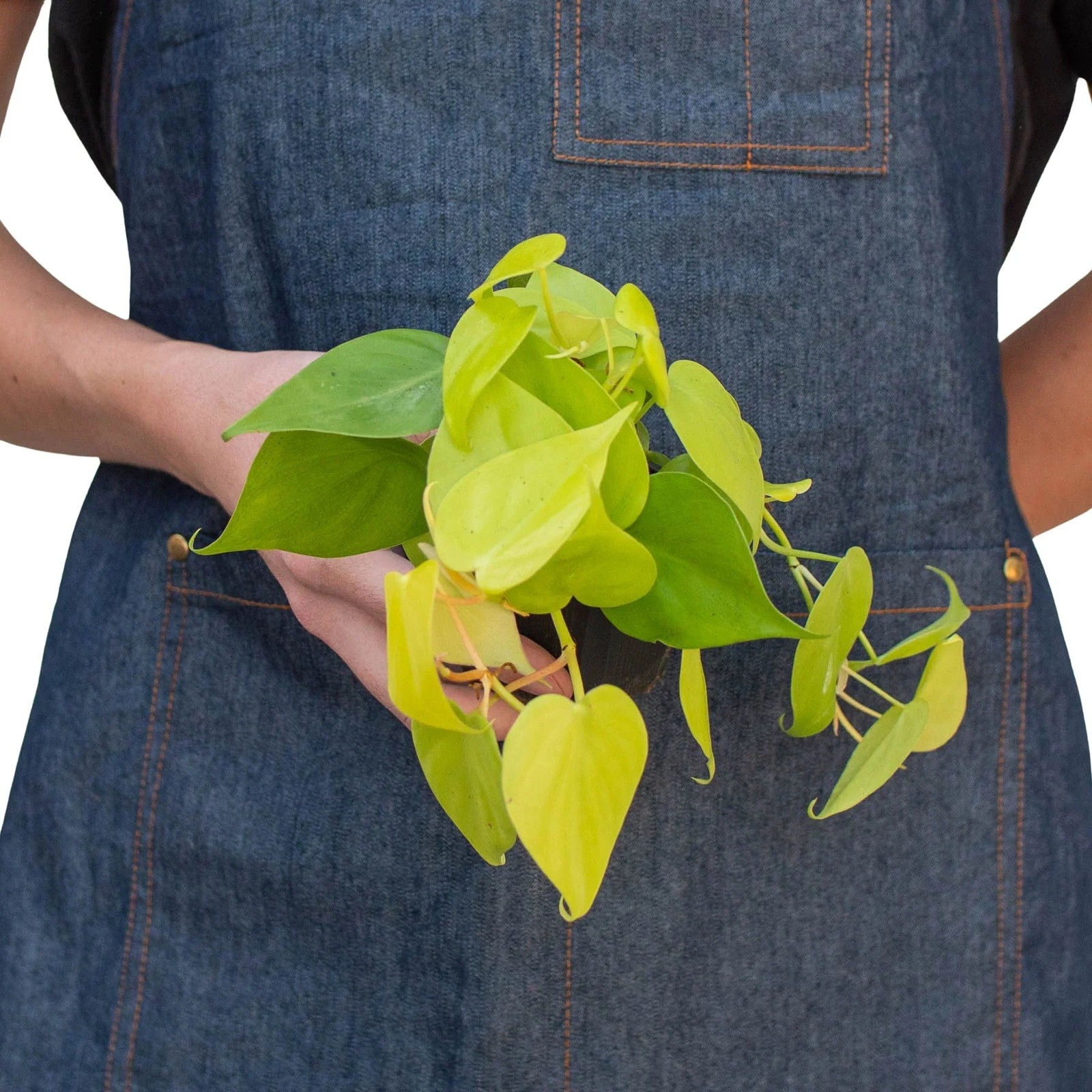 Philodendron ‘Neon’