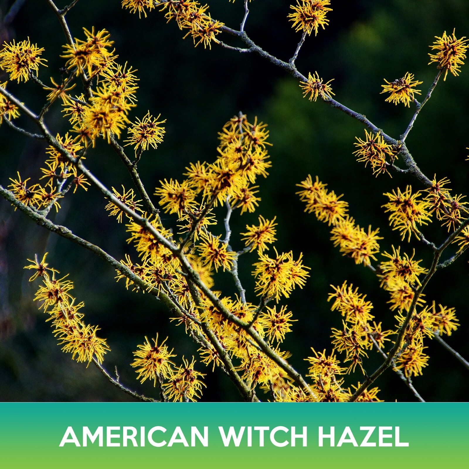 American Witch Hazel Tree Seeds, Hamamelis virginiana, Combined Shipping on 500+