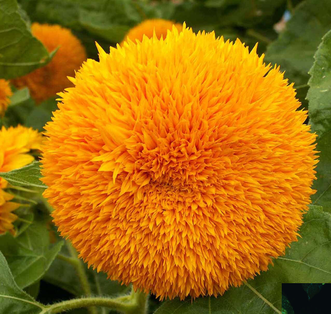 Sunflower DWARFIE DWARF MIX Butterflies Bees Birds Goldfinches Non-GMO 50 Seeds!