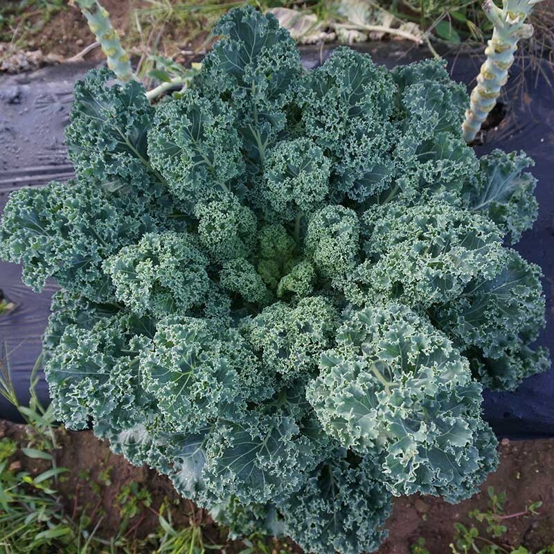 1,500 Dwarf Blue Curled Scotch Kale Seeds, Non-GMO Heirloom Free Shipping