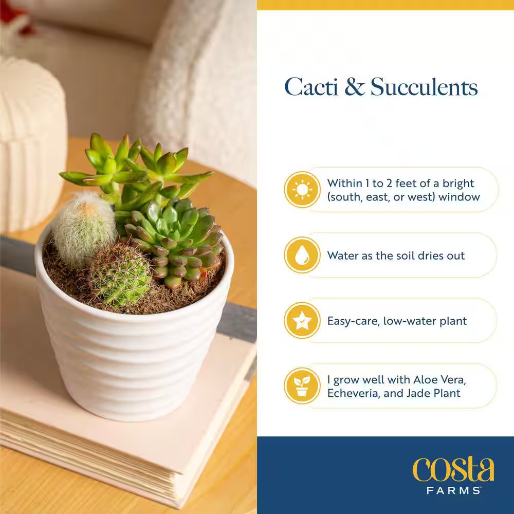 Mini Unique Indoor Succulent Plants in 2 In. round Grower Pot, Avg. Shipping Hei