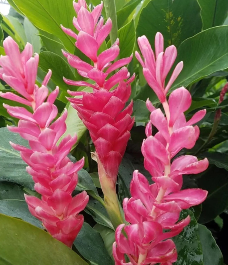 Hot Pink Ginger Live Plant – 2-5″ Tall – Tropical Ornamental Ginger Flower