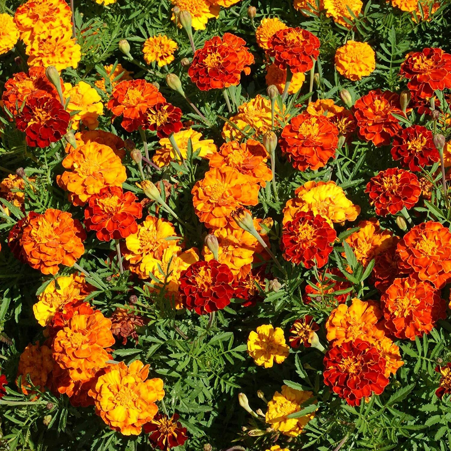 300+ Marigold, Dwarf “Petite Mix” Seeds 6 – 8” FRESH HARVEST FOR 2024 GARDENS