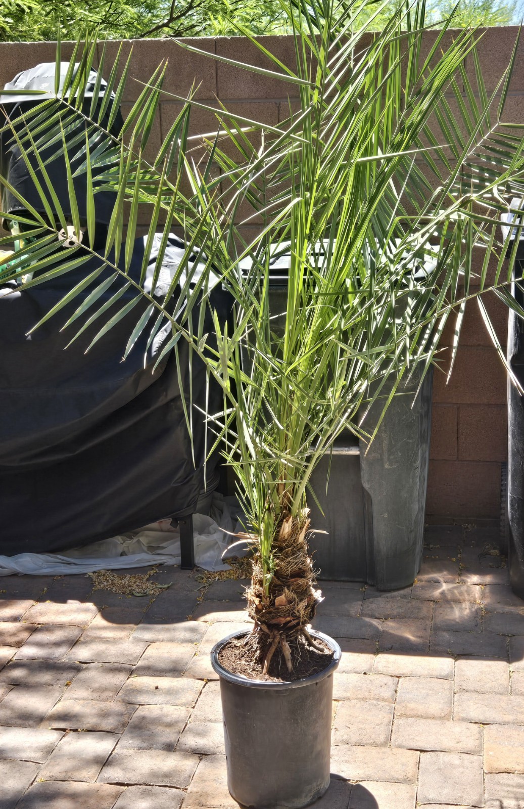 1- Medjool 11+ Year Old Date Palm Tree Phoenix Dactylifera Plant, 3 Gallon Pot