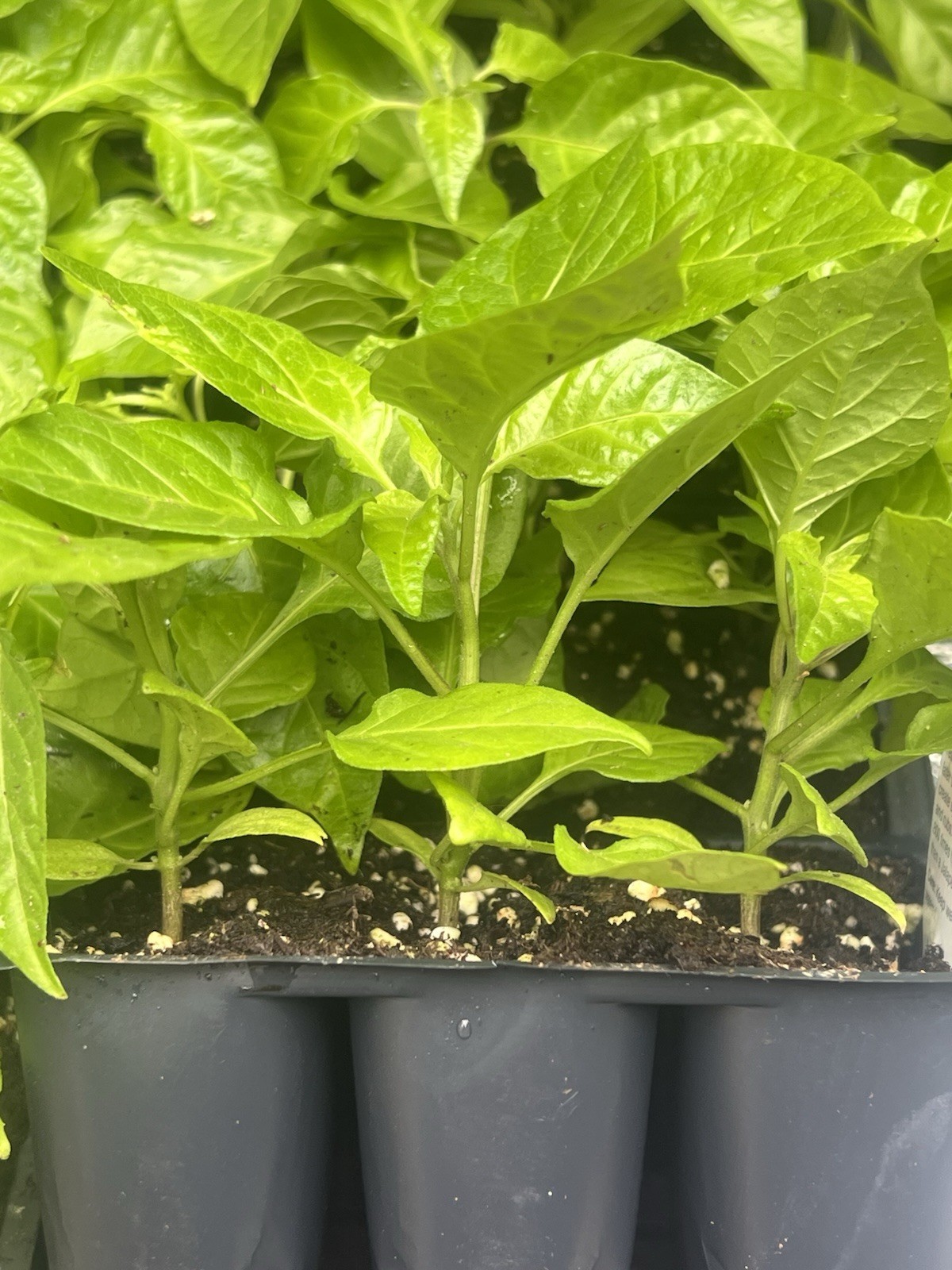 3 Live Plants Extremely Hot CAROLINA REAPER Pepper SHU 2,200,000