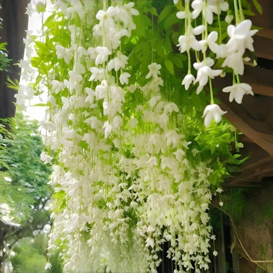 285+ Evergreen Climbing Jasmine Seeds, Perennial Fragrant, Low Maintenance, f…