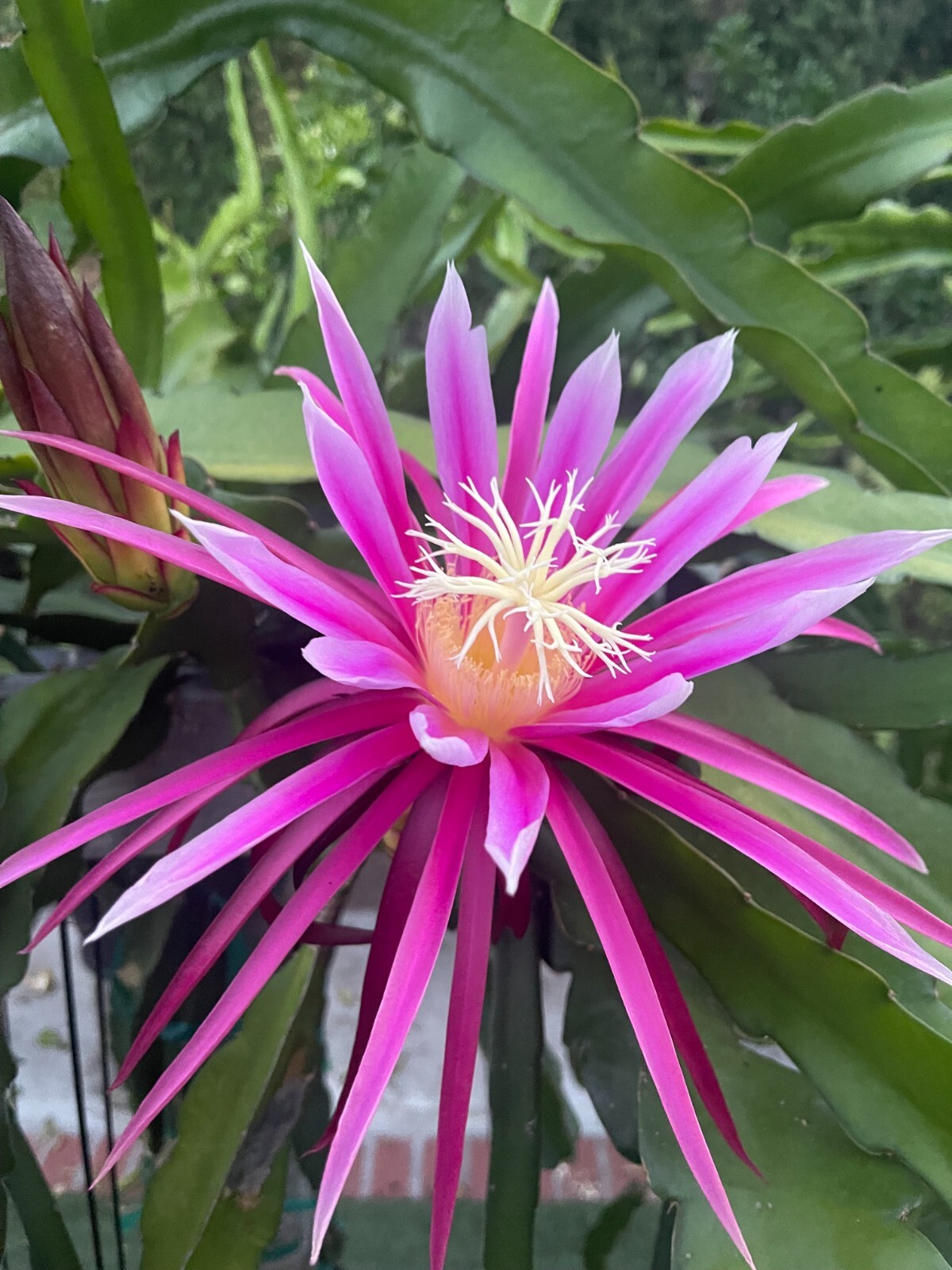 2x Connie Mayer Dragon Fruit Cutting Plant 12″ + long