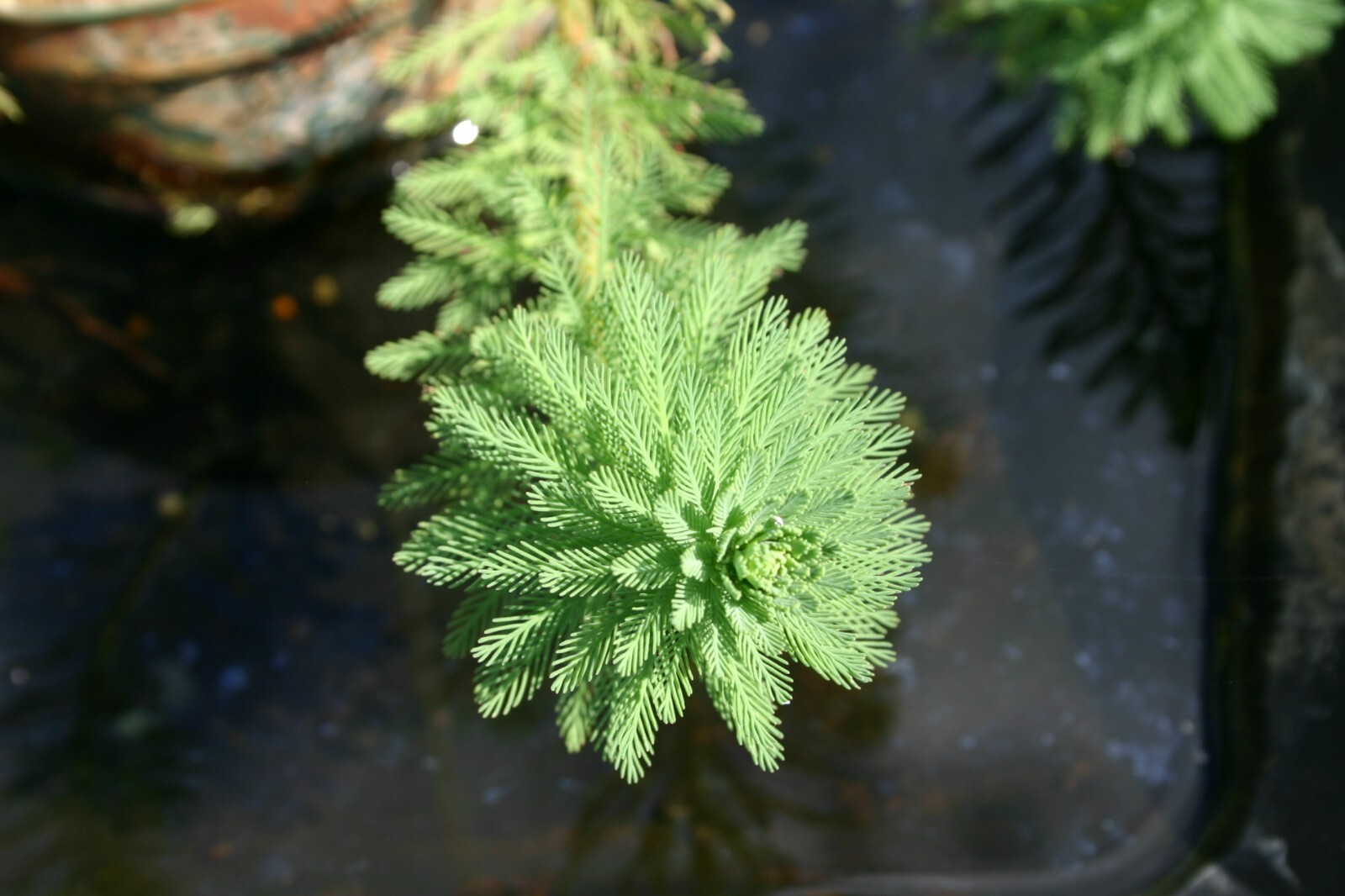 Parrot’s Feather Aquatic Marginal Pond Plant – Buy 3 Get 3 Free