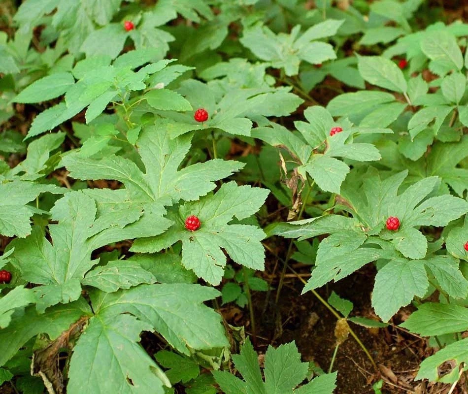 Goldenseal 25 Bare Root for Transplant M-XL Size ~ Woodland Gardens ~ Live Roots