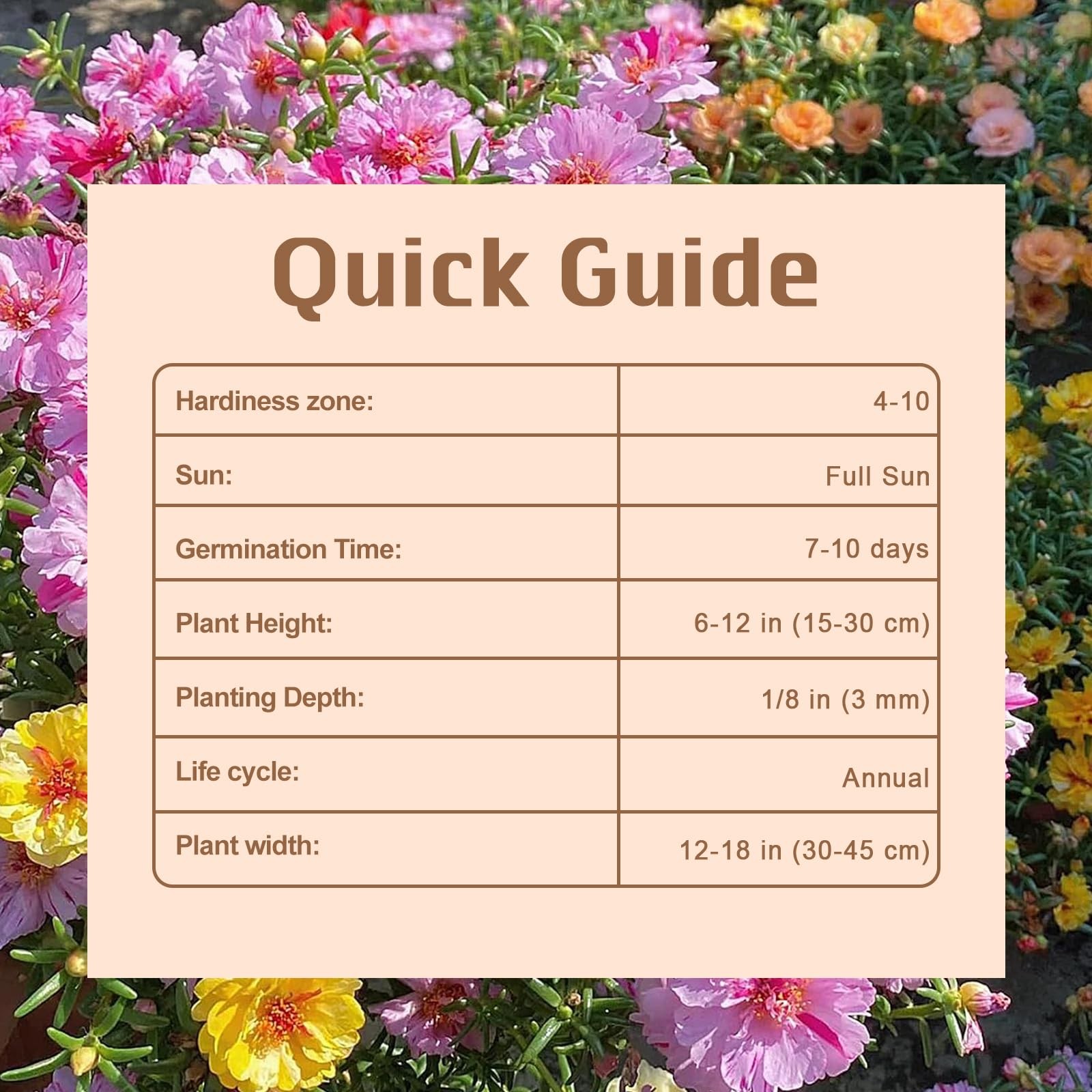 11000+ Portulaca Grandiflora Moss Rose Seeds Mixed Color Normal, Brown