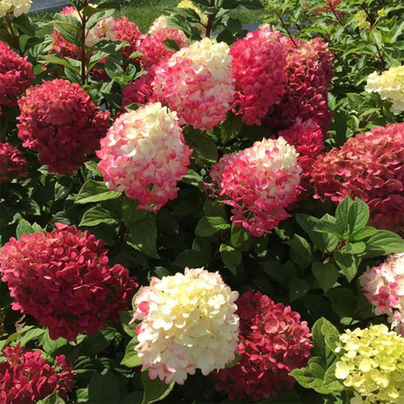 Little Lime Punch Hydrangea Flowering Shrub in 3 -Gallon Pot 1.0 -Pack with Mult
