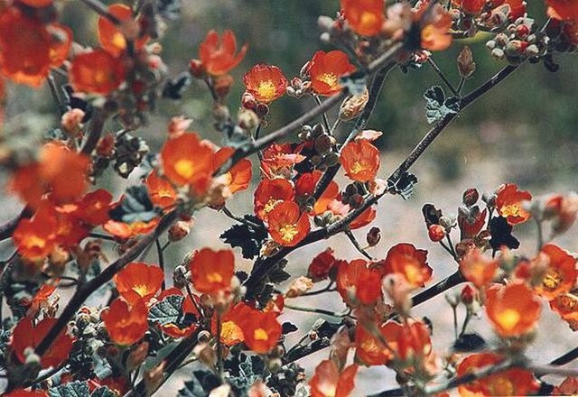 Sphaeralcea munroana | Munro’s Globemallow | 20 Seeds