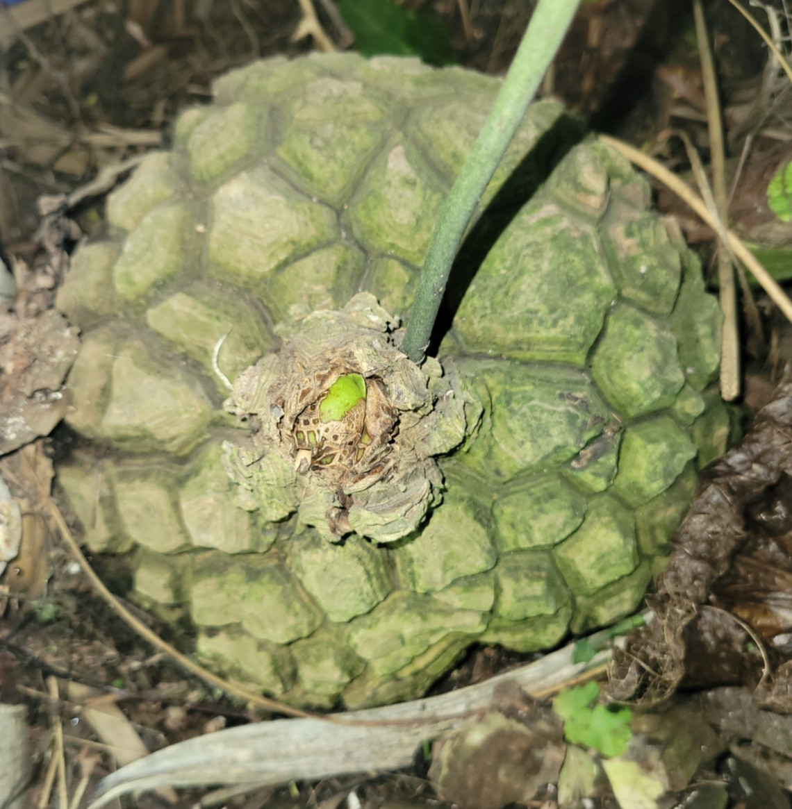 Hard to FIND -25 Dioscorea mexicana fresh seed. june 2026 tortoise shell vine