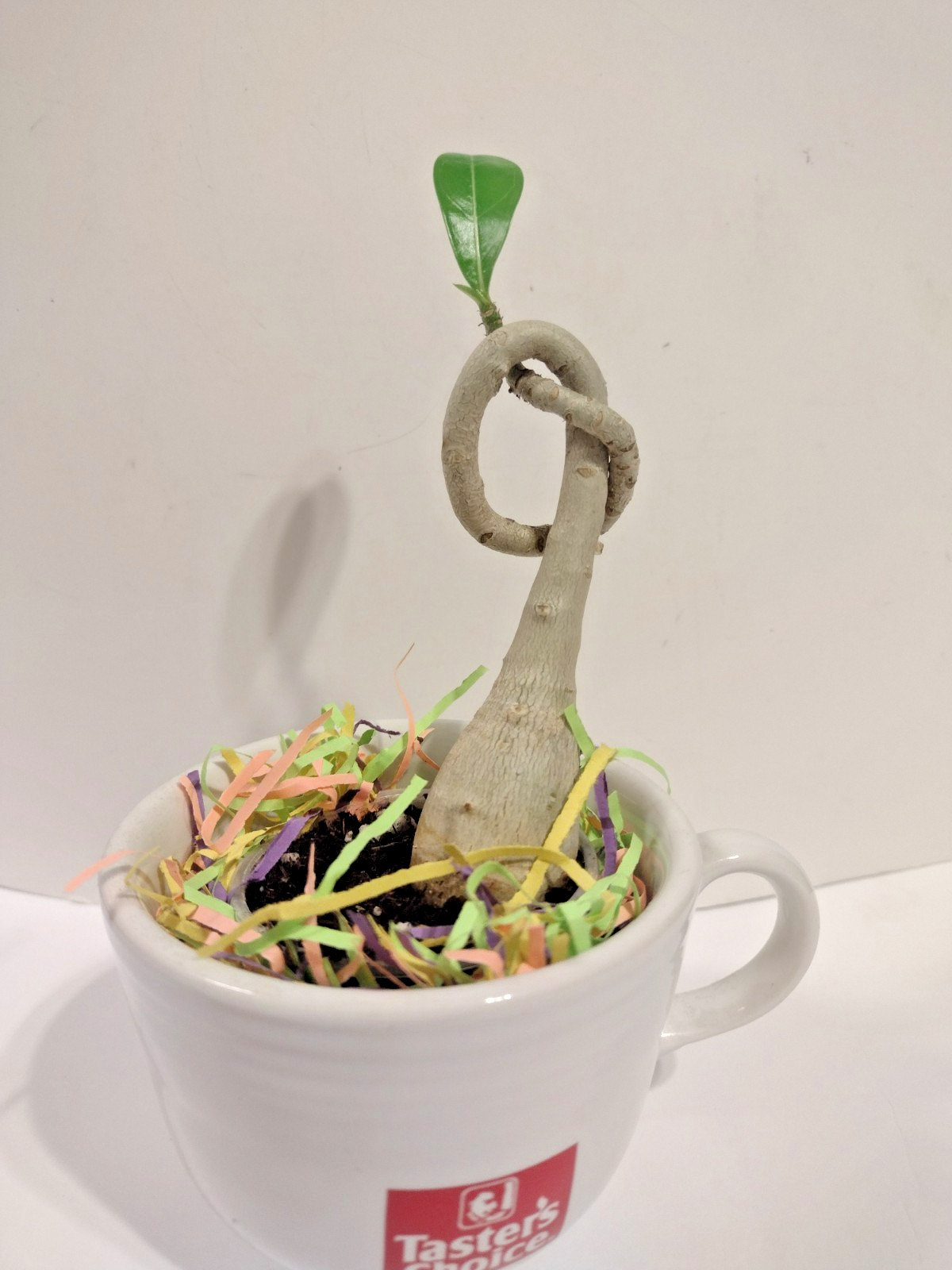 Desert Rose Live Plant