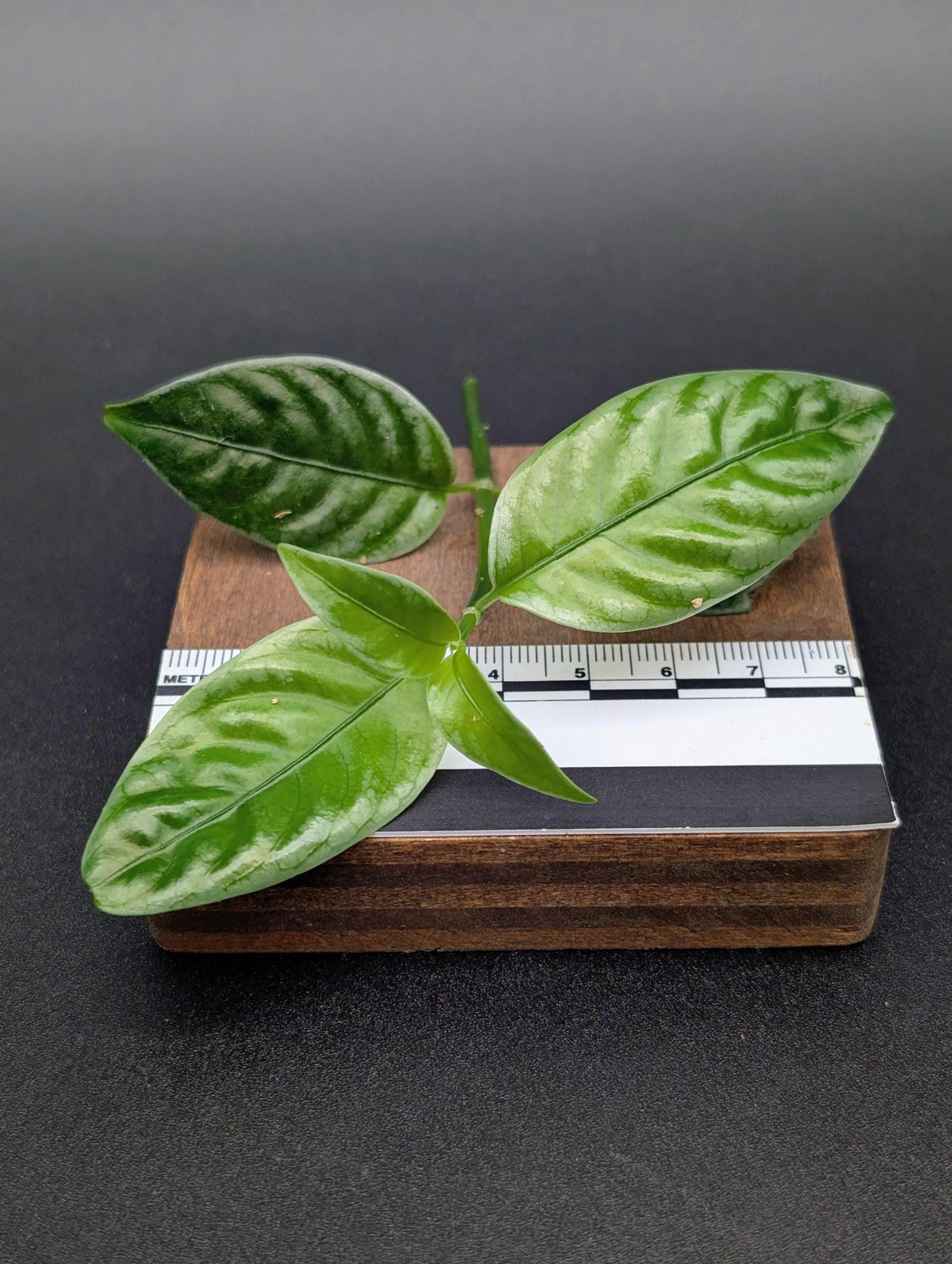 Pilea sp. silver borneo [cutting]