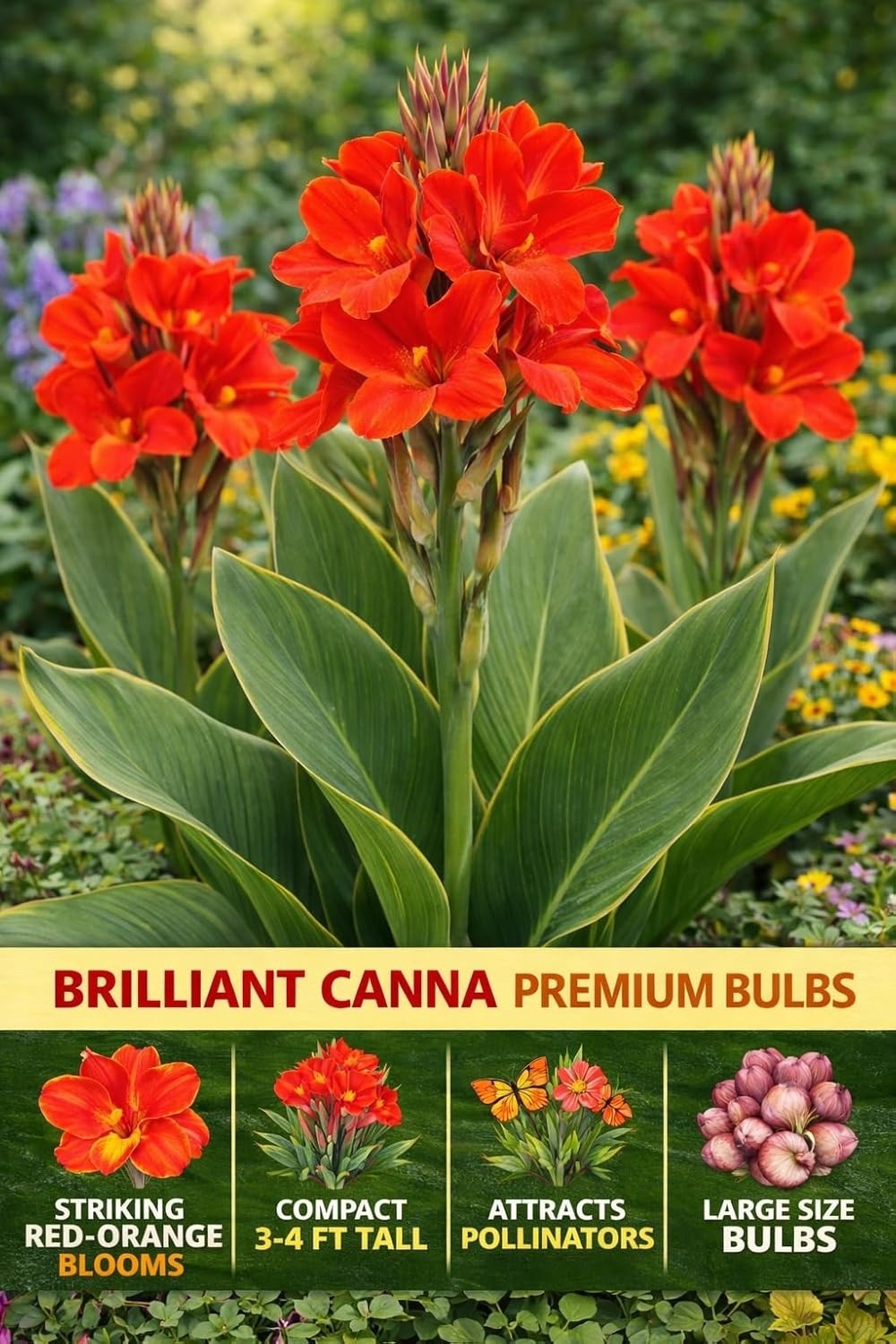 Brilliant Canna Lily Premium Bulbs – Vivid Red-Orange (3 Bulbs)