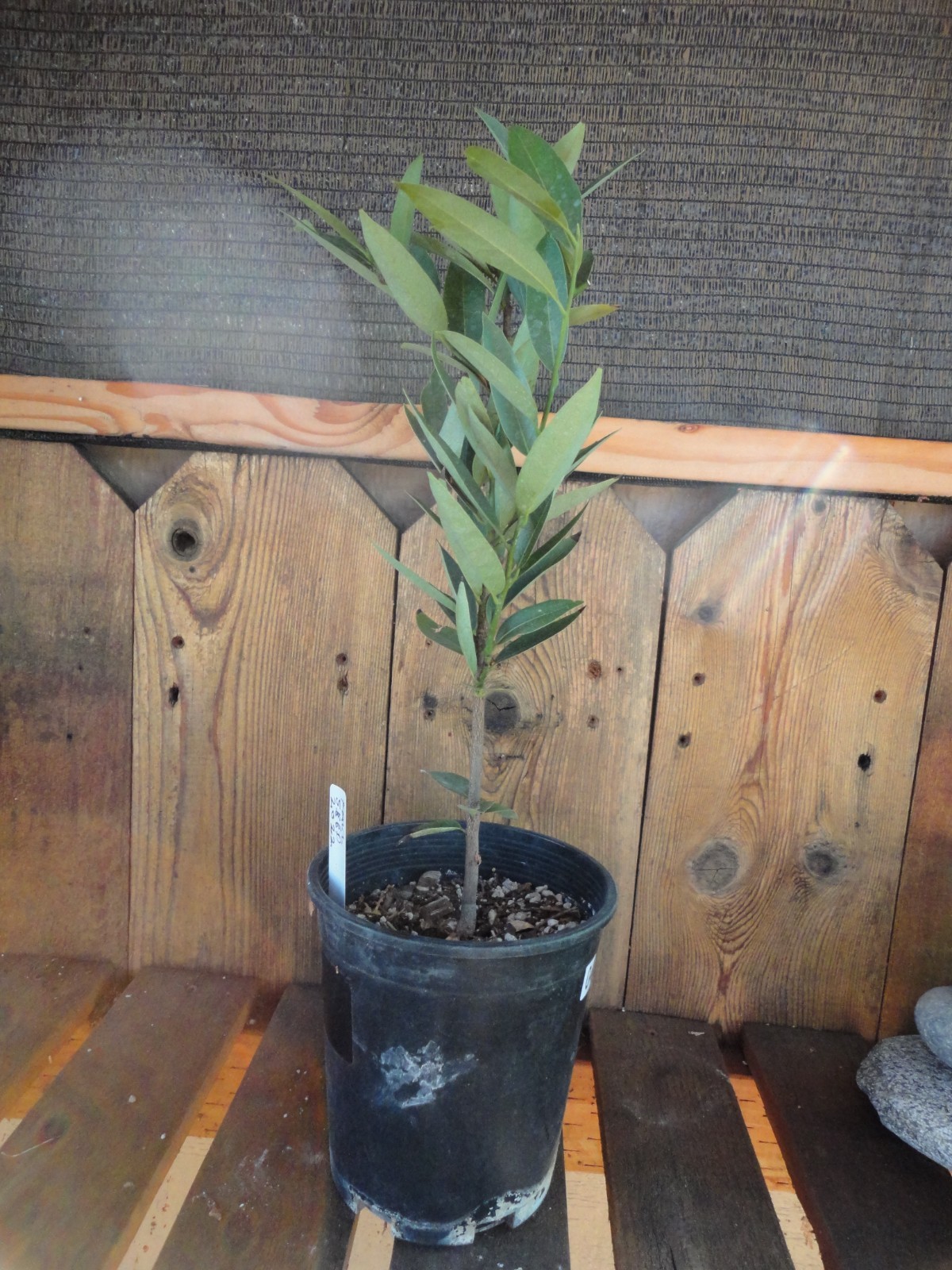 Oregon Myrtlewood Tree Pre-Bonsai Live Evergreen 3 Year Old Grower’s Choice