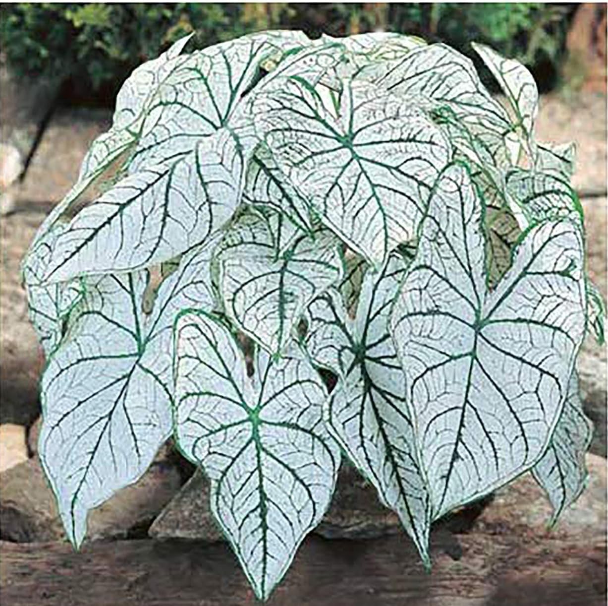 Elegant Dwarf Candidum Jr. Caladium Bulbs – Hardiness Zones 9-11, White Foliage