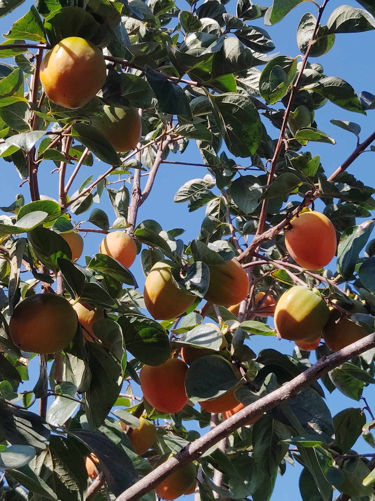 10 Organic Fuyu Persemmons