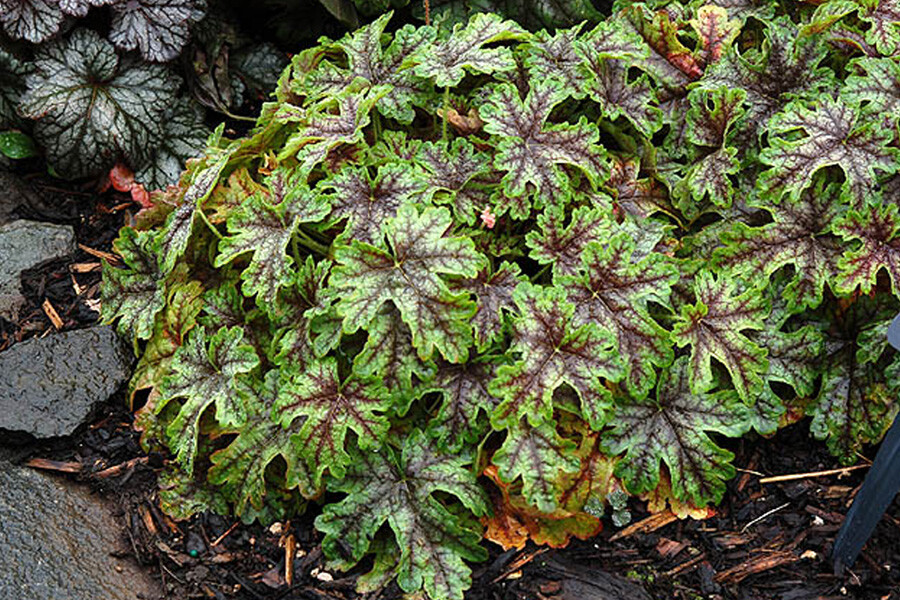 3 Mixed Heuchera, 3 pots, one plant per 3.5 inch pot