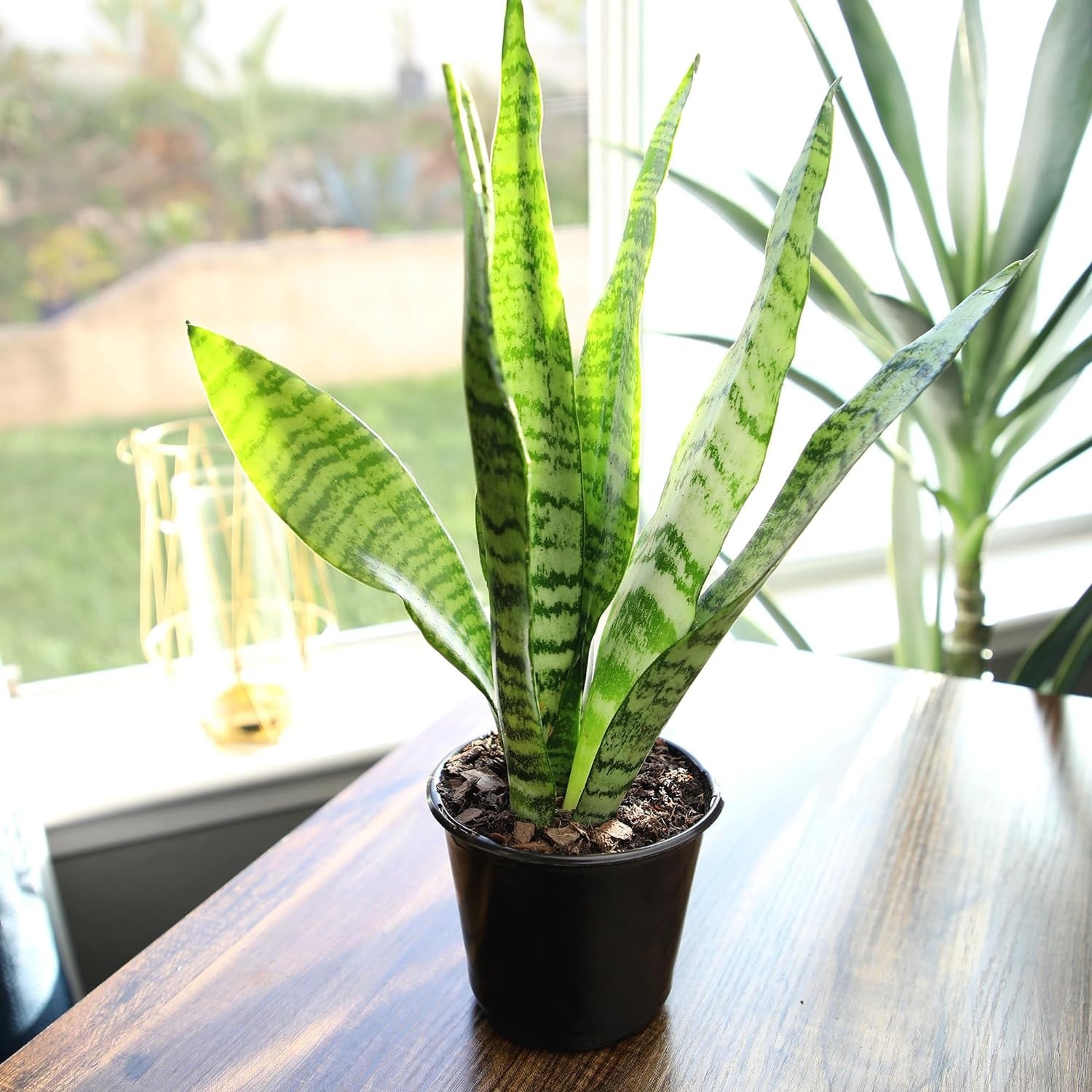 Live Snake Plant Sansevieria Zeylanica in 4-Inch Pot, Drought Tolerant, Indoor