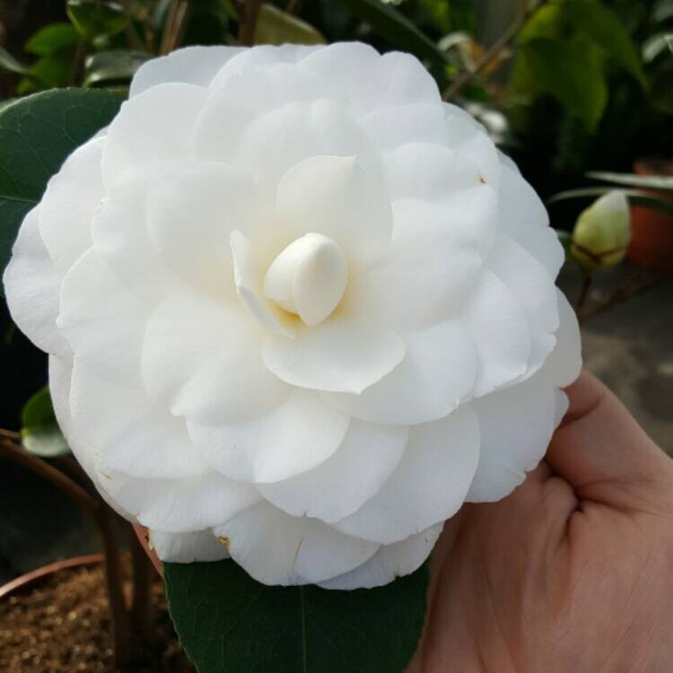WHITE BY THE GATE~~Unique Bloom**Camellia Japonica-Live Starter Plant